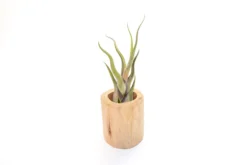 Large Driftwood Container - Choose Your Custom Tillandsia Air Plant 17 Large Driftwood Container - Choose Your Custom Tillandsia Air Plant -Air Plant Supply Store Tillandsia Air Plant Driftwood Container 18 scaled