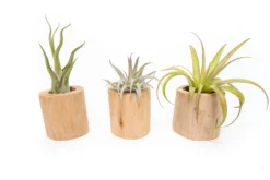 Driftwood Tillandsia Air Plant Or Succulent Container -Air Plant Supply Store Tillandsia Air Plant Driftwood Container 5 scaled