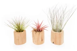 Set Of 3 Large Driftwood Containers With Custom Tillandsia Air Plants -Air Plant Supply Store Tillandsia Air Plant Driftwood Container 8 scaled