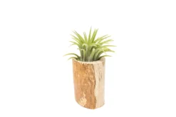 Small Driftwood Container With Ionantha Rubra Air Plant