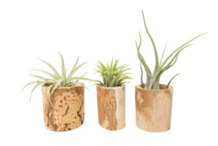 Driftwood Tillandsia Air Plant Or Succulent Container -Air Plant Supply Store Tillandsia Air Plant Driftwood Container Display 20 2d4a2295 0c0f 4946 b5d7 56ae50a8bd63 scaled