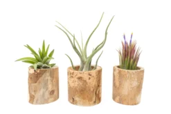 3 Small Driftwood Containers With 3 Assorted Tillandsia Air Plants -Air Plant Supply Store Tillandsia Air Plant Driftwood Container Display 22 scaled