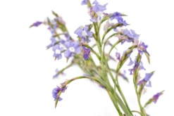 Tillandsia Duratii - Multiple Sizes - Limited Quantities -Air Plant Supply Store Tillandsia Air Plant Duratii Bloom 1 scaled