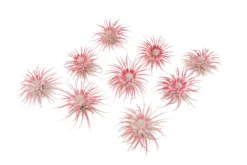 Color Enhanced Peppermint Swirl Tectorum Air Plants -Air Plant Supply Store Tillandsia Air Plant Enhanced Colorful Painted Holiday Peppermint 4 scaled