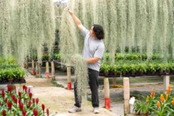 XL Colombia Thick Spanish Moss - Tillandsia Usneoides - GIANT Clump -Air Plant Supply Store Tillandsia Air Plant Extra Large Spanish Moss Usneoides 3 scaled