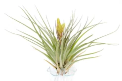 Tillandsia Fasciculata 'Tropiflora' Air Plant -Air Plant Supply Store Tillandsia Air Plant Fasciculata Tropiflora 2 scaled
