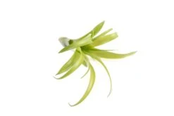 SALE - Tillandsia Flabellata Air Plants - Set Of 5 Or 10 - 50% Off -Air Plant Supply Store Tillandsia Air Plant Flabellata 3