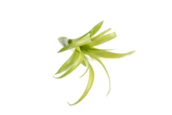 SALE - Tillandsia Flabellata Air Plants - Set Of 5 Or 10 - 50% Off -Air Plant Supply Store Tillandsia Air Plant Flabellata 3 scaled