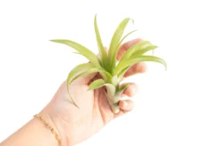 Tillandsia Flabellata Air Plants 7 Tillandsia Flabellata Air Plants -Air Plant Supply Store Tillandsia Air Plant Flabellata 4 9ca44fb9 c01a 4be0 a06e 9ed032277dbb scaled
