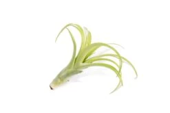 SALE - Tillandsia Flabellata Air Plants - Set Of 5 Or 10 - 50% Off -Air Plant Supply Store Tillandsia Air Plant Flabellata 5