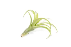 SALE - Tillandsia Flabellata Air Plants - Set Of 5 Or 10 - 50% Off -Air Plant Supply Store Tillandsia Air Plant Flabellata 5 scaled