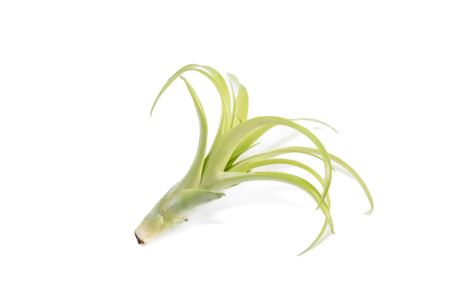 Tillandsia Flabellata Air Plants 2 Tillandsia Flabellata Air Plants - Image 2