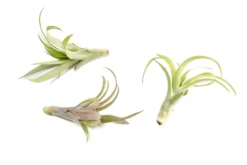 Tillandsia Flabellata Air Plants 9 Tillandsia Flabellata Air Plants -Air Plant Supply Store Tillandsia Air Plant Flabellata 6 scaled