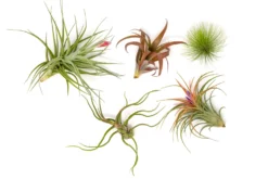 Premium Florida-Grown Collection Of Tillandsia Air Plants -Air Plant Supply Store Tillandsia Air Plant Florida Grown Variety Pack 1 scaled