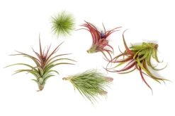 Premium Florida-Grown Collection Of Tillandsia Air Plants -Air Plant Supply Store Tillandsia Air Plant Florida Grown Variety Pack 2 scaled