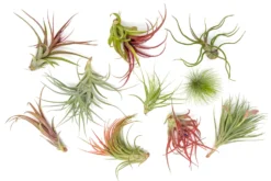 Premium Florida-Grown Collection Of Tillandsia Air Plants -Air Plant Supply Store Tillandsia Air Plant Florida Grown Variety Pack 4 scaled