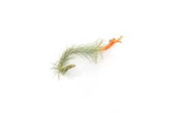 Large Hanging Cluster - Tillandsia Funckiana Air Plants - Limited Quantities 11 Large Hanging Cluster - Tillandsia Funckiana Air Plants - Limited Quantities -Air Plant Supply Store Tillandsia Air Plant Funckiana 2 scaled