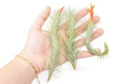 Tillandsia Funckiana Air Plants -Air Plant Supply Store Tillandsia Air Plant Funckiana 5