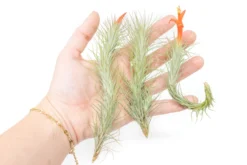 Tillandsia Funckiana Air Plants 11 Tillandsia Funckiana Air Plants -Air Plant Supply Store Tillandsia Air Plant Funckiana 5 scaled