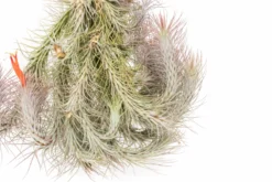 Large Hanging Cluster - Tillandsia Funckiana Air Plants - Limited Quantities 9 Large Hanging Cluster - Tillandsia Funckiana Air Plants - Limited Quantities -Air Plant Supply Store Tillandsia Air Plant Funckiana Clump 3 scaled