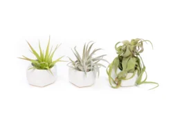 Trio Of White Geometric Ceramic Containers With Assorted Tillandsia Air Plants