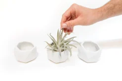 White Geometric Ceramic Container -Air Plant Supply Store Tillandsia Air Plant Geometric Ceramic Container 82 edf083b1 0b1b 40e3 8d00 46d251e11ea4 scaled