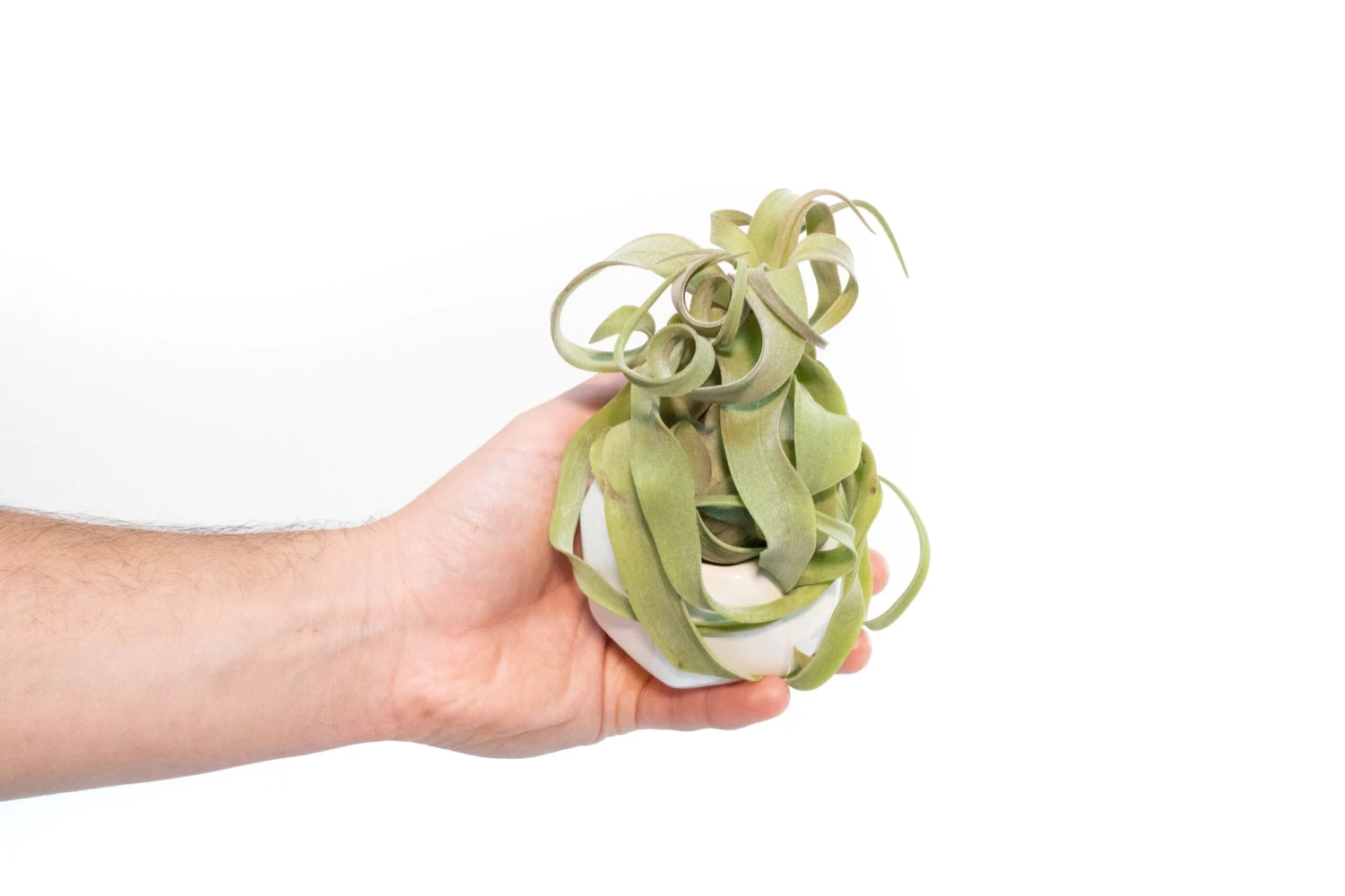 White Geometric Ceramic Container With Custom Premium Tillandsia Air Plant 1 White Geometric Ceramic Container With Custom Premium Tillandsia Air Plant