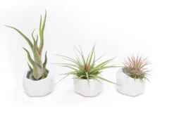 Trio Of White Geometric Ceramic Containers With Assorted Tillandsia Air Plants -Air Plant Supply Store Tillandsia Air Plant Geometric Ceramic Container 86 scaled