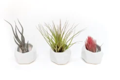 Trio Of White Geometric Ceramic Containers With Assorted Tillandsia Air Plants -Air Plant Supply Store Tillandsia Air Plant Geometric Ceramic Container 87 scaled