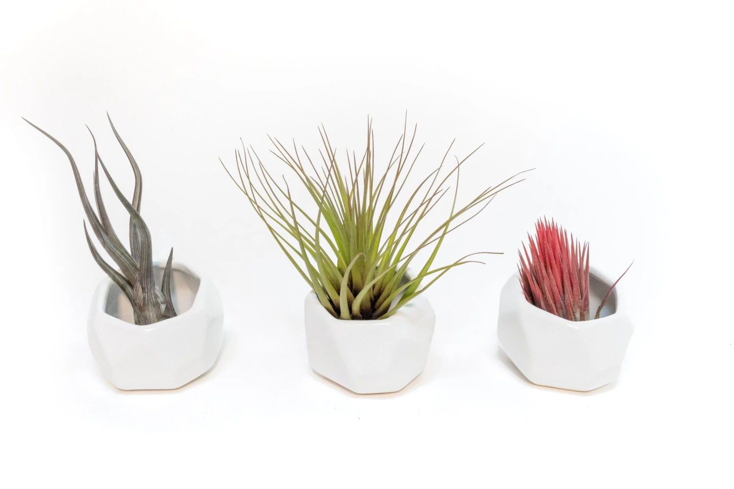 Trio Of White Geometric Ceramic Containers With Custom Tillandsia Air Plants 3 Trio Of White Geometric Ceramic Containers With Custom Tillandsia Air Plants - Image 3
