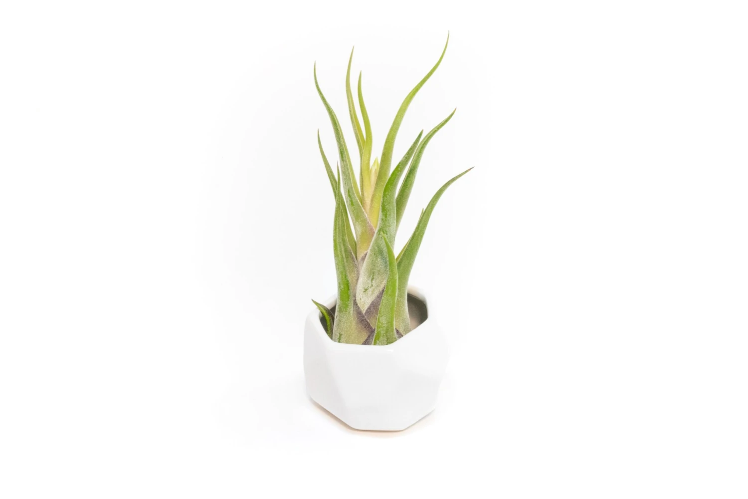 White Geometric Ceramic Container With Custom Premium Tillandsia Air Plant 3 White Geometric Ceramic Container With Custom Premium Tillandsia Air Plant - Image 3