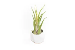 White Geometric Ceramic Container With Assorted Tillandsia Air Plant 6 White Geometric Ceramic Container With Assorted Tillandsia Air Plant -Air Plant Supply Store Tillandsia Air Plant Geometric Ceramic Container 89 b8411b53 0241 474a 8802 d7a3fcfe2d32 scaled