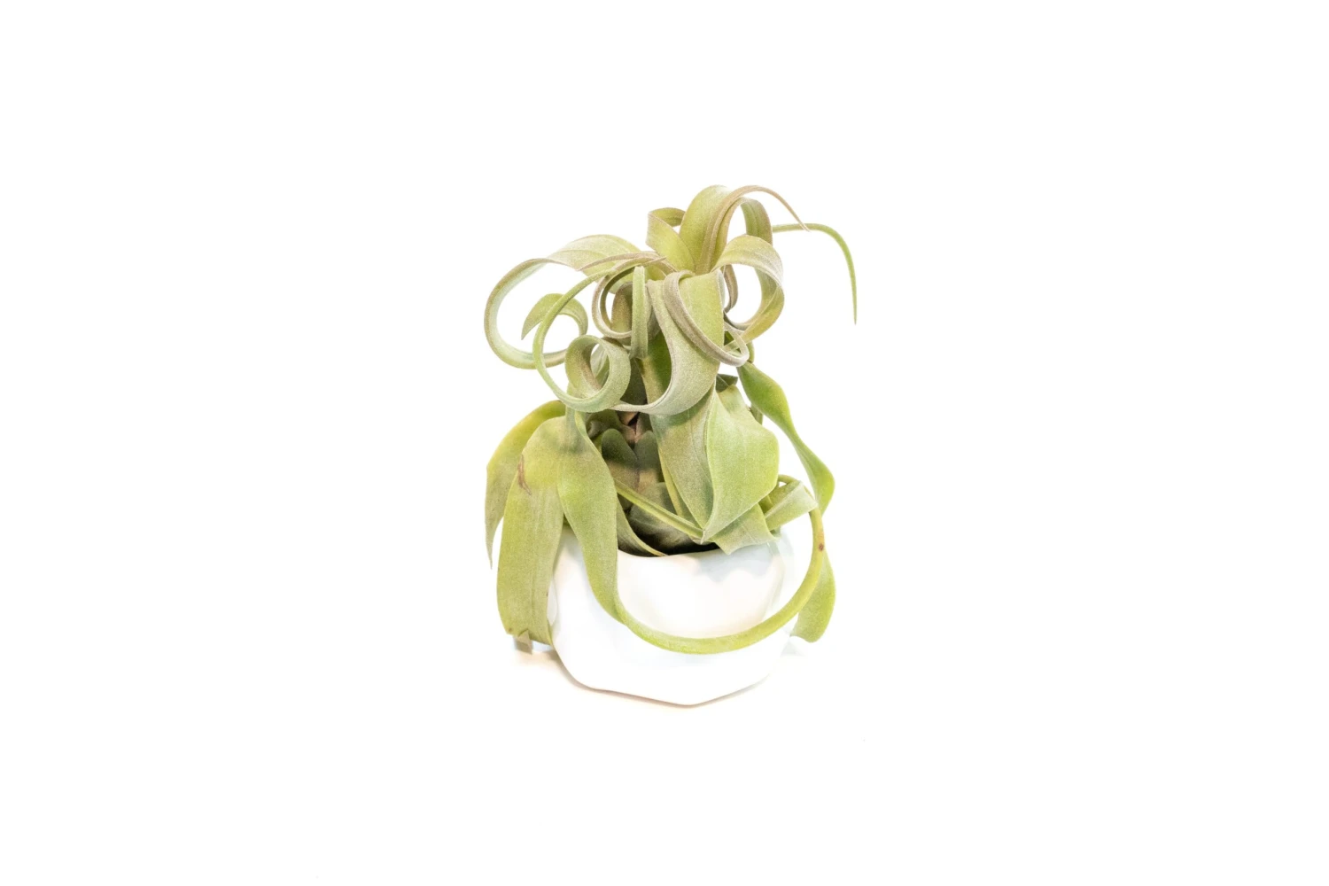 White Geometric Ceramic Container With Custom Premium Tillandsia Air Plant 4 White Geometric Ceramic Container With Custom Premium Tillandsia Air Plant - Image 4