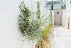 Incredible Tillandsia Duratii - Giant Specimen Plants - Limited Quantities -Air Plant Supply Store Tillandsia Air Plant Giant Duratii 8 scaled