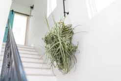 Incredible Tillandsia Duratii - Giant Specimen Plants - Limited Quantities -Air Plant Supply Store Tillandsia Air Plant Giant Duratii 9 scaled