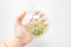 Air Plant Supply Store -Air Plant Supply Store Tillandsia Air Plant Glass Terrarium 2 scaled