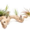Large Multi-Branched Grapewood Display With 5 Assorted Tillandsia Air Plants