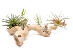 Large Multi-Branched Grapewood Display With 5 Assorted Tillandsia Air Plants