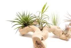 Large Multi-Branched Grapewood Display - Choose Custom Tillandsia Air Plants -Air Plant Supply Store Tillandsia Air Plant Grapevine Wood Display Large Multiple 3 1 scaled