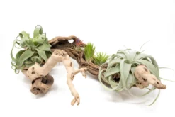 Large Multi-Branched Grapewood Display - Choose Custom Tillandsia Air Plants