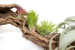Air Plant Supply Store -Air Plant Supply Store Tillandsia Air Plant Grapevine Wood Display Large Multiple 6 1 scaled