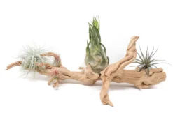 Large Multi-Branched Grapewood Display With 5 Assorted Tillandsia Air Plants -Air Plant Supply Store Tillandsia Air Plant Grapevine Wood Display Large Multiple 9 scaled
