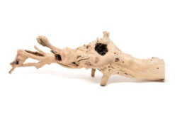 Grapewood Display - Multiple Sizes - With Or Without Tillandsia Air Plants -Air Plant Supply Store Tillandsia Air Plant Grapevine Wood Display Large Single 10 2 scaled