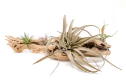 Large Single Branch Grapewood Display With 4 Assorted Tillandsia Air Plants -Air Plant Supply Store Tillandsia Air Plant Grapevine Wood Display Large Single 4 1 scaled