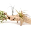 Large Single Branch Grapewood Display With 4 Assorted Tillandsia Air Plants