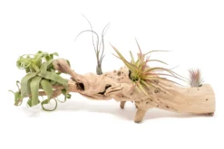 Large Single Branch Grapewood Display - Choose Custom Tillandsia Air Plants -Air Plant Supply Store Tillandsia Air Plant Grapevine Wood Display Large Single 7 scaled