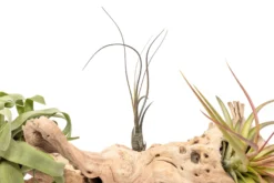 Grapewood Display - Multiple Sizes - With Or Without Tillandsia Air Plants -Air Plant Supply Store Tillandsia Air Plant Grapevine Wood Display Large Single 9 scaled