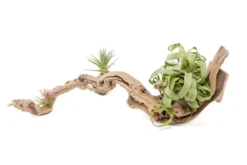Medium Multi-Branched Grapewood Display - Choose Custom Tillandsia Air Plants -Air Plant Supply Store Tillandsia Air Plant Grapevine Wood Display Medium Multiple 1 1 scaled