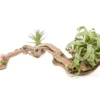 Medium Multi-Branched Grapewood Display With 3 Assorted Tillandsia Air Plants