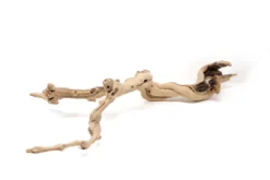 Medium Multi-Branched Grapewood Display - Choose Custom Tillandsia Air Plants -Air Plant Supply Store Tillandsia Air Plant Grapevine Wood Display Medium Multiple 10 1 scaled